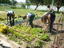 Apanha da batata - Aspeto dos alunos a retirar uma das culturas da horta exterior, a batata.